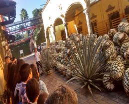 Visita Guiada a Tequila